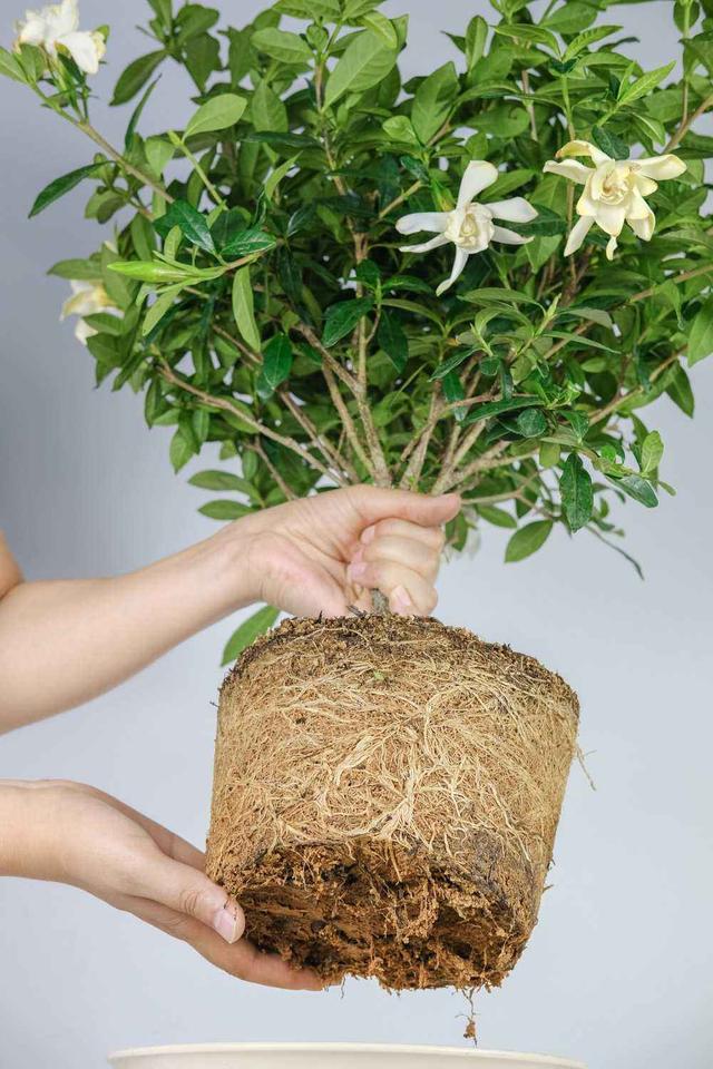 栀子花的养殖方法，栀子花的养殖方法要点（保准你的栀子花养开花）
