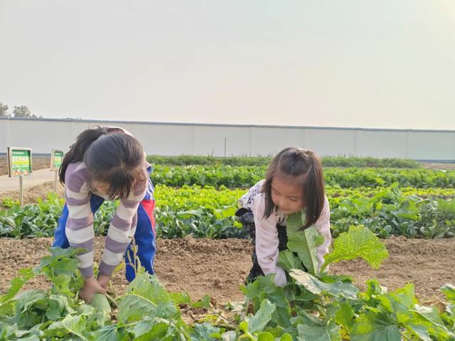 一年级小故事简短，一年级的简短小故事（劳动教育欢乐多——东风小学一年级一班拔萝卜劳动实践活动纪实）