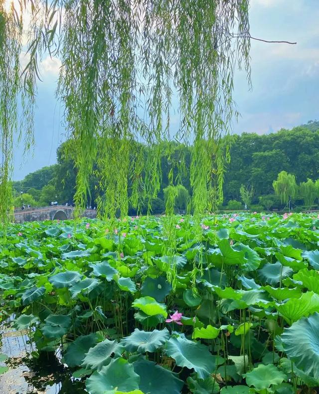 西湖旧十景和新十景，西湖新十景是哪十景（杭州西湖十景最详细攻略）