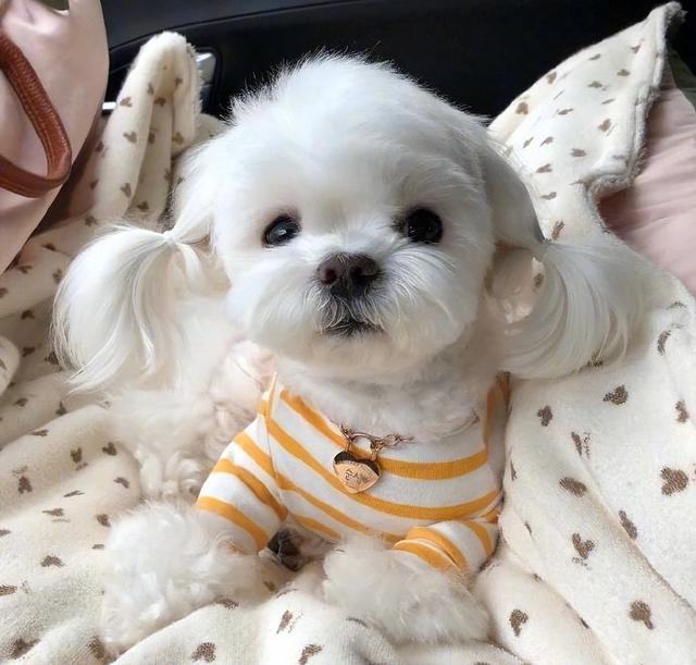 最适合家庭养的狗，十种最好养的狗狗（好养又温顺的5种狗）