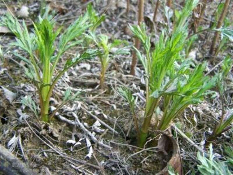 农村可以吃的野菜100种有哪些，常见100种野菜图片及名称