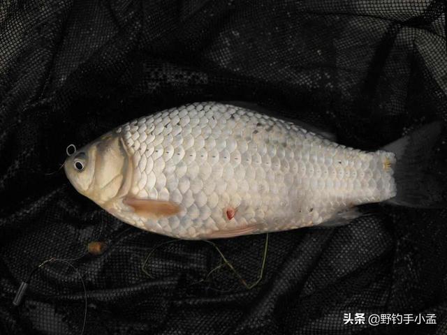 土鲫鱼怎么区别，大板鲫到底是什么品种