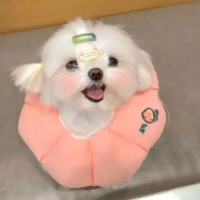 浪漫少女，微信头像，浪漫少女（微信头像：54张，女生头像）