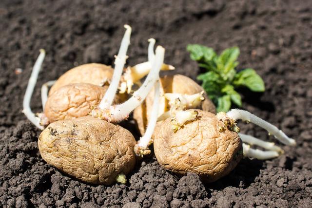 马尔代夫玩一周多少钱，马尔代夫和三亚哪个好玩（带你看看真实的“马尔代夫”）