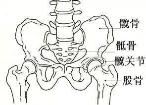 跑步送髋的正确方法，而在于用“送髋”跑