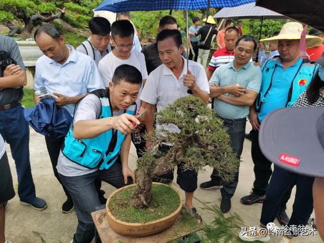 7月开什么花，哪些花是夏天开的（八月花飞万物生）