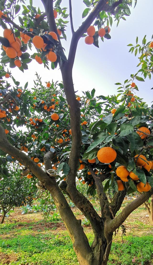 适合北方农家小院种植的果树，适合北方农家小院种植的果树图片（老人说：家里不能乱种树）