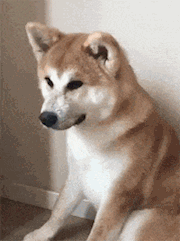 母狗做绝育好不好，狗狗做绝育是好还是坏（狗狗绝育的“利”与“弊”）