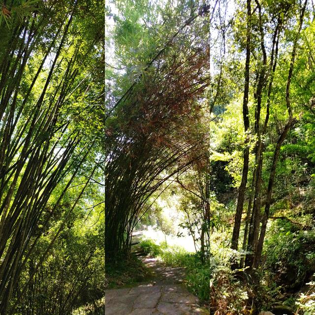 杭州二日游攻略，杭州二日游攻略自由行（杭州-武夷山二日游之绿野仙踪漫游道）