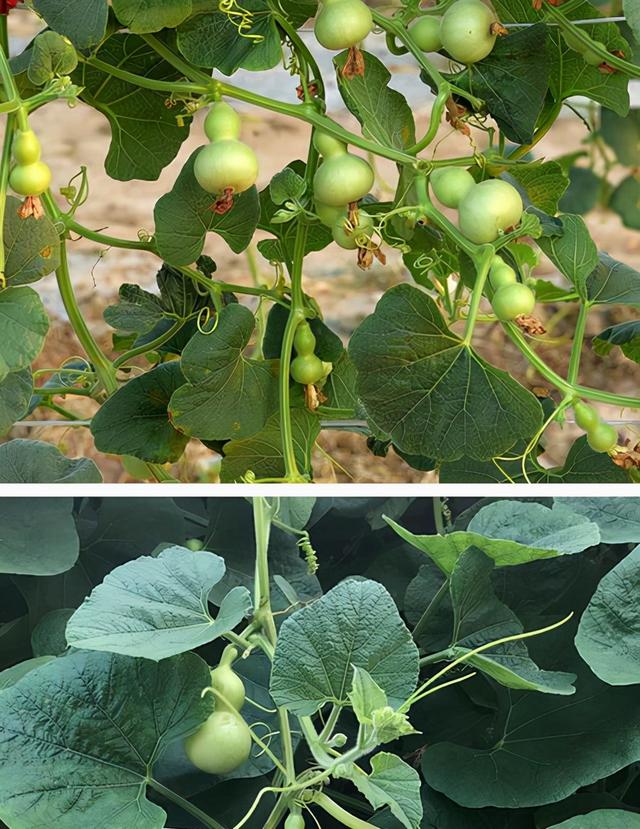 葫芦几月份种最好，文玩葫芦几月份种植（家庭如何种植手捻葫芦）