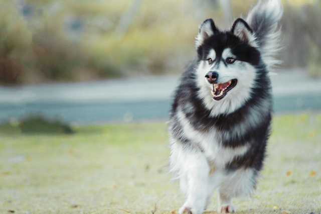 阿拉斯加犬好养吗，阿拉斯加犬好养吗阿拉斯加雪橇犬怎么养（都说阿拉斯加很难养？我不信）