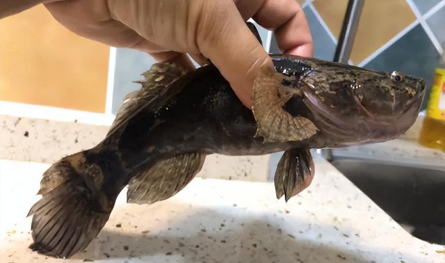 南方有种雄鱼学名是什么鱼，雄鱼属于什么鱼（过去农村常见的“笋壳鱼”是外来物种）