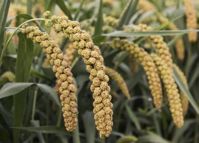 粟米和小米的区别，做一个会养生的干饭人——食疗粥方之粟米