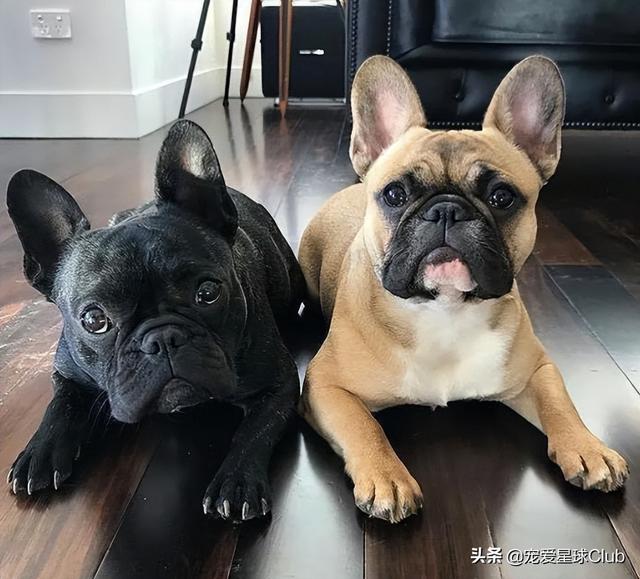 小狗的简单介绍，狗的介绍手抄报（狗狗也分高低贵贱）