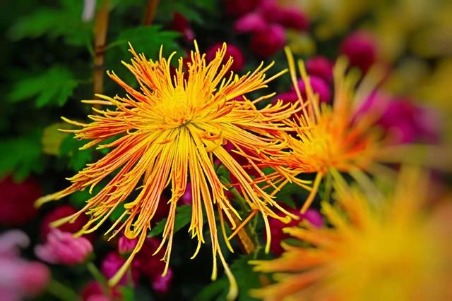 重阳节和菊花有什么关系，重阳节菊花代表什么意思（重阳节与菊花）