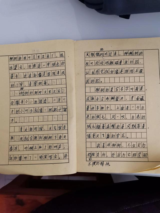 柳树叶子像什么，三年级儿子写的作文《柳树》