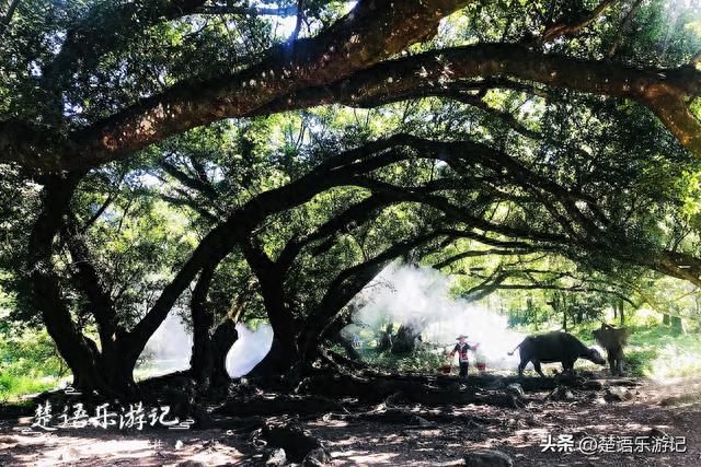 霞浦有一处仙气十足的古树林，被誉为拍照圣地，评价却褒贬不一