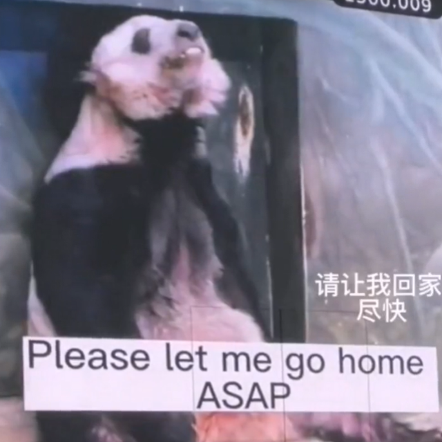 丫丫现身纽约时代广场，丫丫现身纽约时代广场大屏（什么才是真正的好消息）