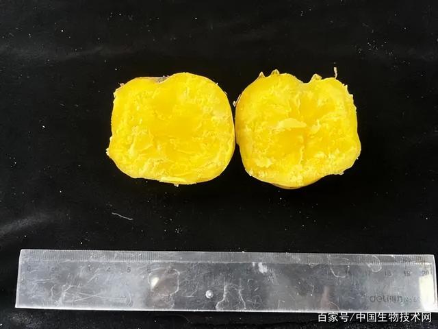 新土豆怎么做种子，从薯块繁殖到种子繁殖