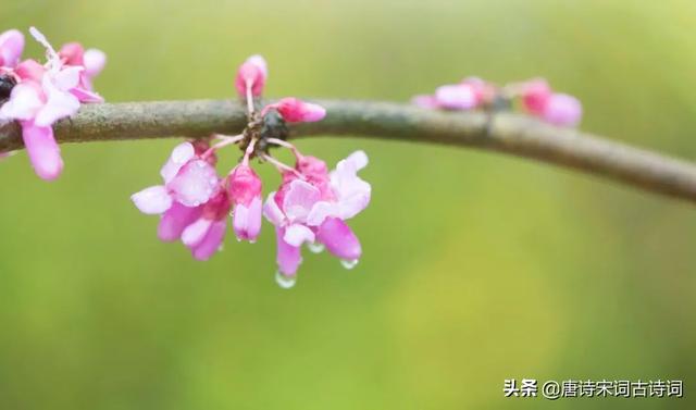 紫荆花的象征意义，紫金花阅读理解答案紫荆花的象征意义（紫荆花开照眼明）