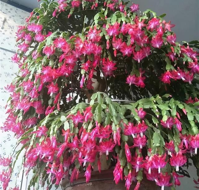 金玉满堂花，堪称“死不了”（金玉满堂花）