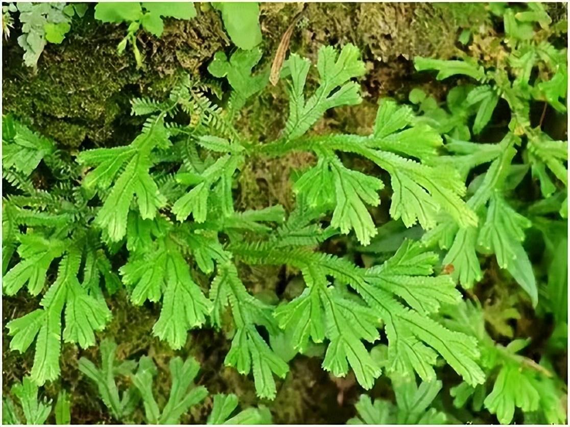 有哪些生草药消炎图片图片