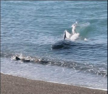 海母和水母区别，海母和水母图片大全（罕见的36张照片）