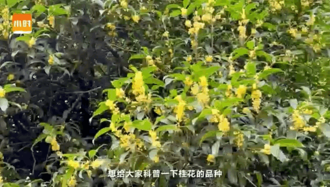 怎么画桂花树，怎么画桂花树古风（00后萌妹手绘赏桂攻略）