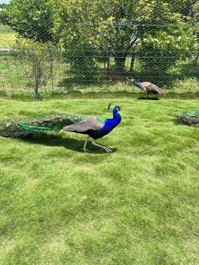 孔雀是不是短尾鸟，孔雀是短尾巴鸟还是长尾巴鸟（最漂亮的鸟-孔雀）