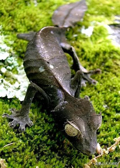 撒旦叶尾壁虎栖息于潮湿的热带雨林内,以青蛙69,69蜥蜴69或小型