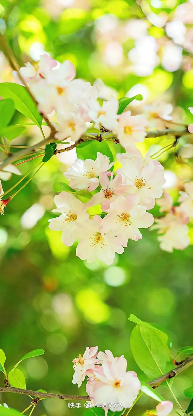 绿色聊天背景图，怎样能把微信聊天背景调成绿色的（绿色背景壁纸，好看的壁纸）