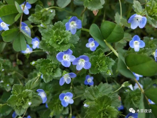 那些四月里开出绚烂花儿的野生植物们，四月有什么花开花