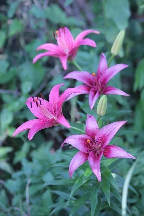 百合花寓意是什么意思，百合花代表什么意思它象征着什么（花名册No.00155）