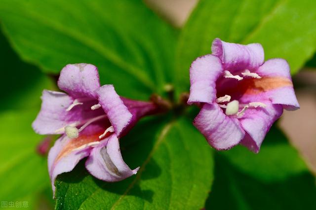 五彩锦带的养殖方法和注意事项，五彩锦带的养殖方法和注意事项有哪些（愿你人生前程似锦、绚丽多彩）