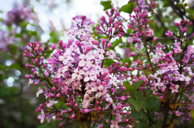 春天的花有哪些，二年级春天的花有哪些（“最香的”15种花）
