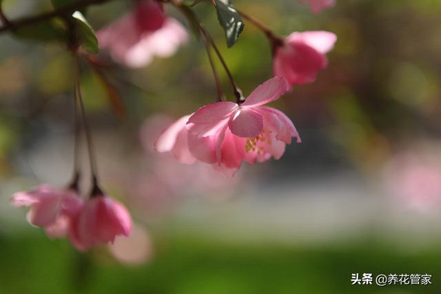 海棠花是什么颜色，海棠花分别有多少种颜色（海棠四品：四种形色，四种韵味）