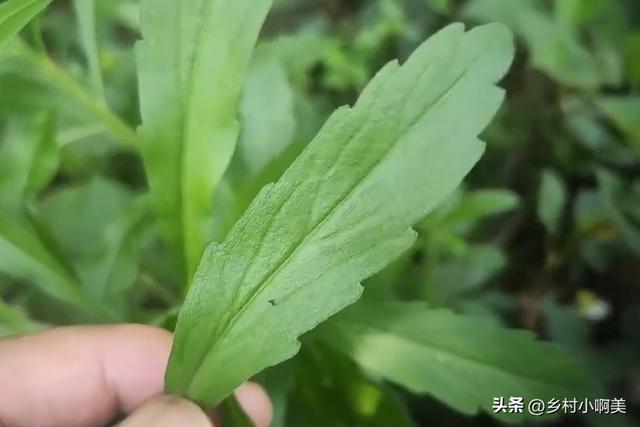 小蓬草有什么用处，老一辈叫“肠炎草”
