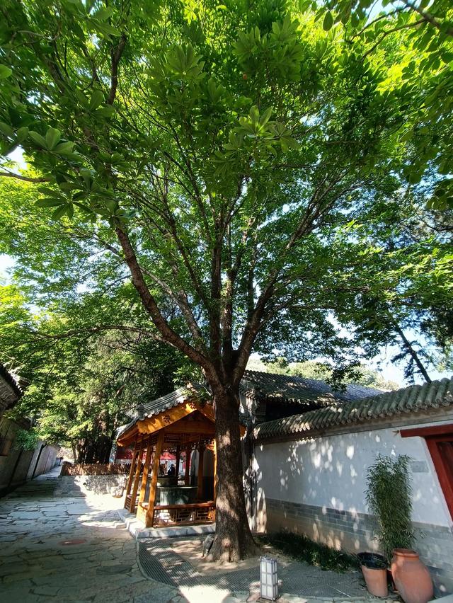 北京郊区一日游，北京郊区一日游最佳路线（曲径通幽好去处一一北京大觉寺一日游）