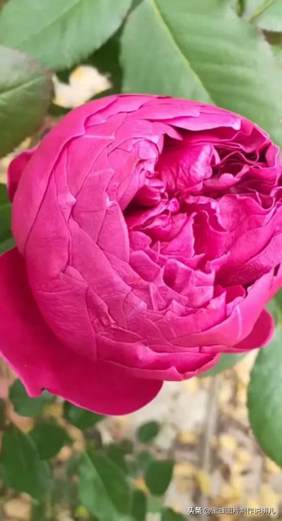 红玫瑰背景图，红玫瑰背景图ins（一朵朵玫瑰花绽放美丽的容颜）