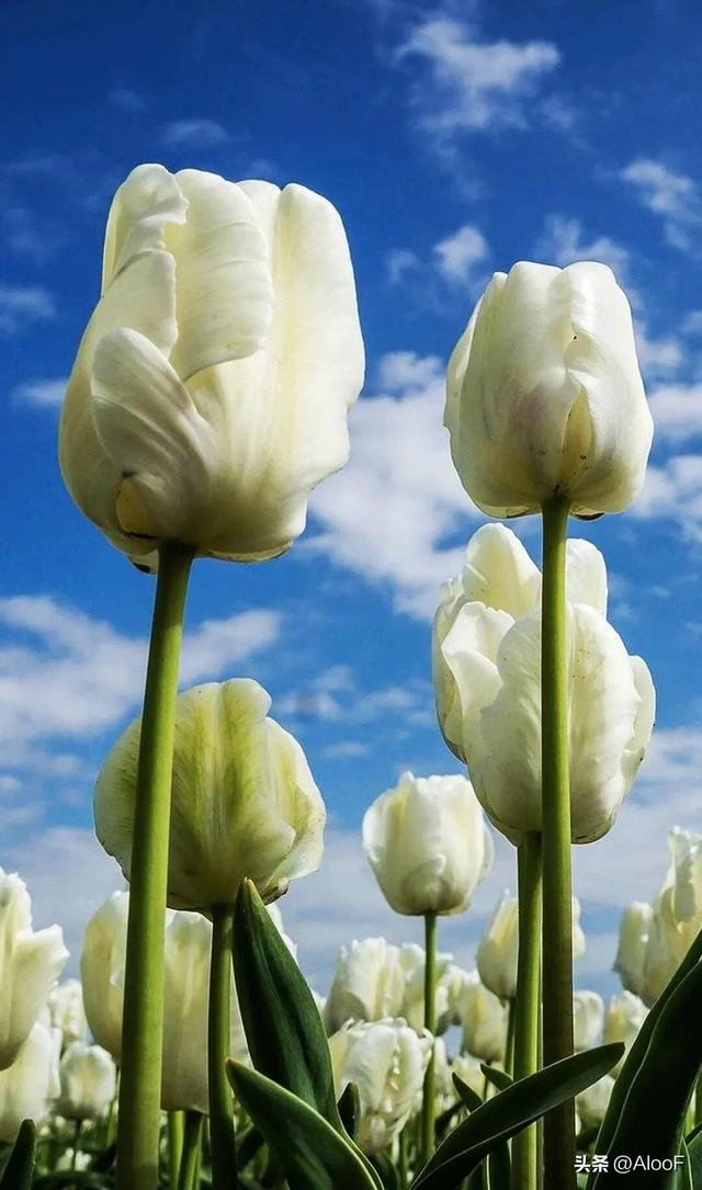 唯美鲜花背景图,唯美鲜花背景图片(唯美 , 鲜花壁纸高清图)