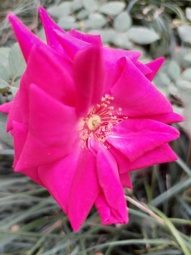 笑颜如花笑靥如花什么意思，笑靥如花什么意思（门当户对的爱情）