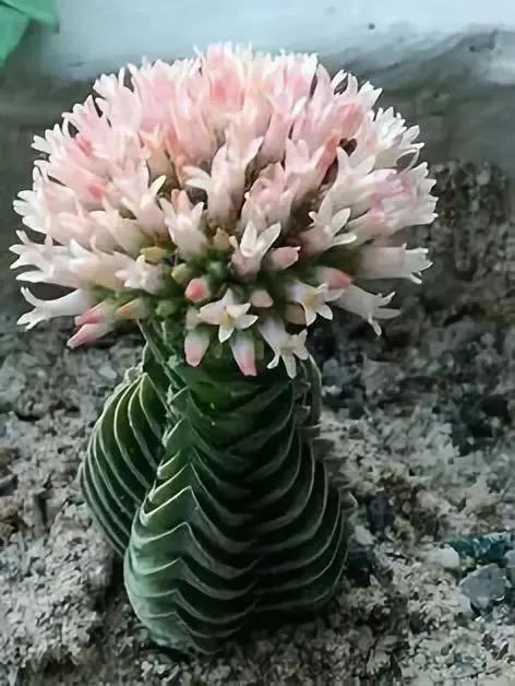 仙人掌开花图片，八种开花勤快的仙人掌植物（40多种罕见的仙人掌开花图）
