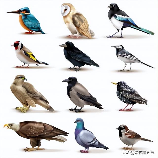 鸟类大家族的资料图片