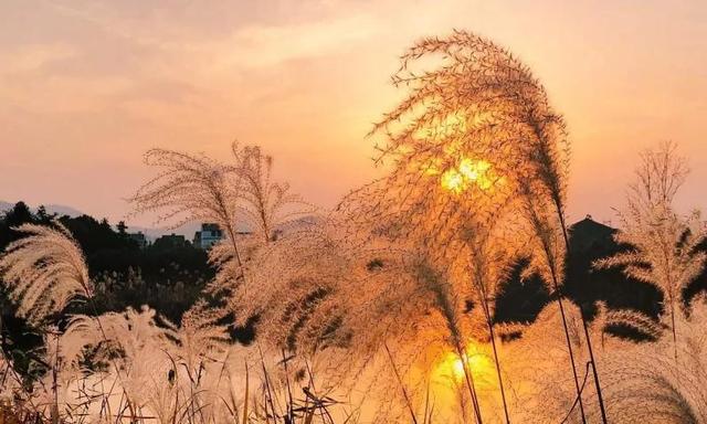 荻花(荻花大扇子),《荻花》2021.12.4(荻花宫大扇子) 荻花(荻花大扇子),《荻花》2021.12.4(荻花宫大扇子)