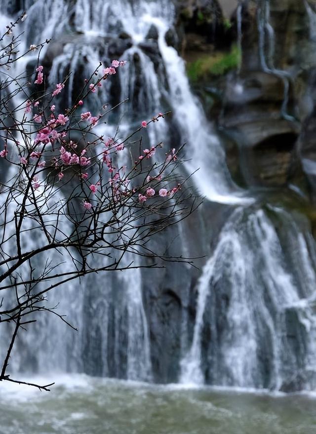梅花象征什么，梅花象征什么青松象征什么雪花象征什么（中国十大名花排行榜）