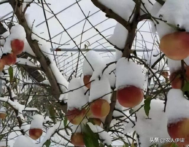 雪桃多少钱一斤，丽江雪桃苗批发价格多少钱一棵（卖到10块钱一个的冬桃）