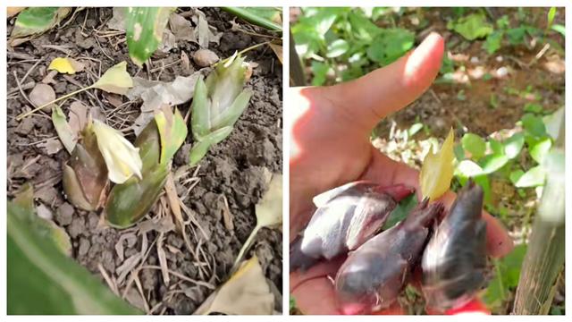 阳荷的功效与作用，阳荷的功效与作用点（但“直冲脑门”的味道可比肩）