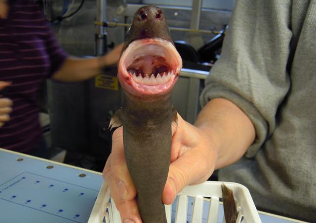 虎鲸和蓝鲸谁厉害,虎鲸vs巨齿鲨vs蓝鲸哪个会赢(深海最凶狠的动物)