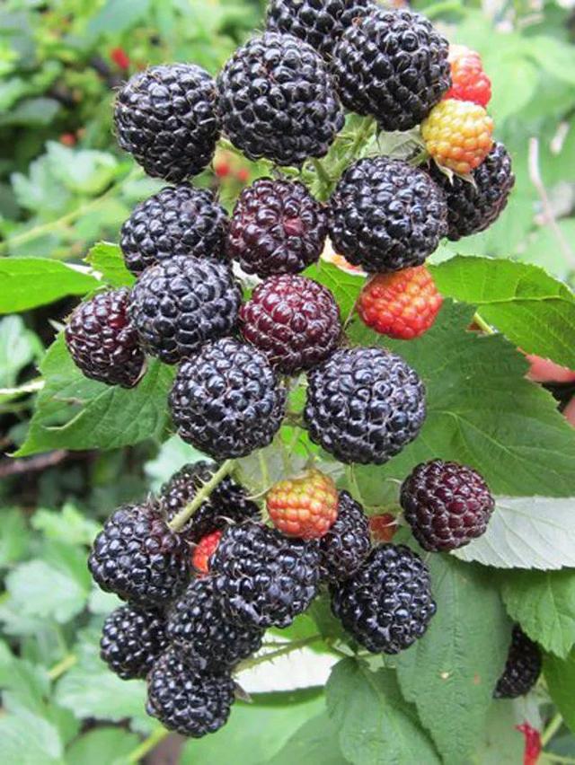 黑树莓的功效和作用，黑树莓的药用价值（那些年我们一起吃过的野果）