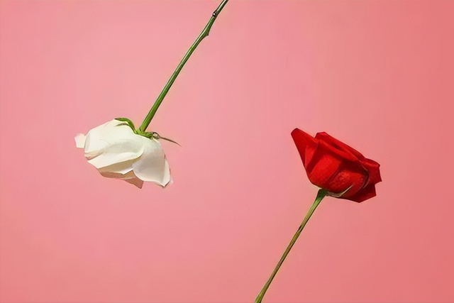 白玫瑰与红玫瑰，白玫瑰和红玫瑰的区别（《红玫瑰与白玫瑰》）